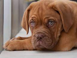 Some of us like our small fur babies with long luxurious coats, but others prefer more low maintenance hair. 20 Short Haired Dog Breeds For Lower Maintenance Care