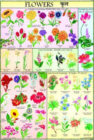 Flowers Chart For Children Paper Print 40 Inch X 28 Inch Rolled
