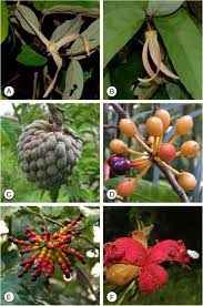 Image result for Monanthotaxis parvifolia