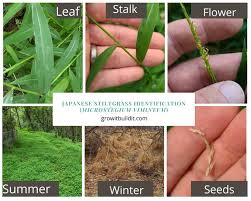 Image result for Microstegium