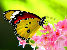 Beautiful Butterflies Wallpapers Wallpaper Cave In this gallery butterfly we have 67 free png images with transparent background. beautiful butterflies wallpapers
