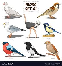 Bird Set Cartoon Colorful Vector Image On Vectorstock Vector Illustration Bird Cartoon