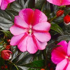 Image result for Impatiens purpureoviolacea