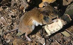 Image result for Sarcophrynium prionogonium