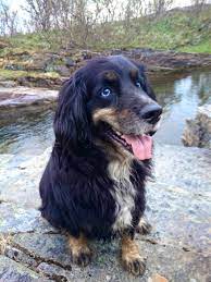 This outgoing fella is vet checked, up to date on vaccinations and dewormer plus the breeder provides a health guarantee for bambi. Cocker Spaniel German Shepherd Mix Petsidi