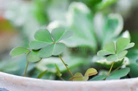 Image result for Marsileaceae