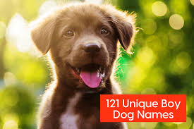 Britt, fay, and gretch obviously might confuse your dog. 121 Unique Boy Dog Names Updated For 2021 Pupford