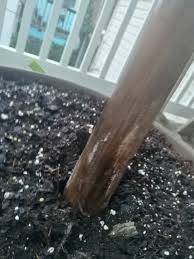 But if you are finding mold growth happening around your seedlings then that's a sign that conditions are right for damping off disease. Banana Plant White Fuzz On Shaft Drying Browning Leaves