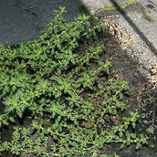 Image result for Dysphania pumilio