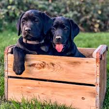(7) please email us for more information at p@windsorkennelsenglishlabs.com chocolate, black, yellow, light cream, and white english labrador retriever puppies for sale in prescott, arizona. Bkdko9tuvp9ncm
