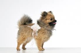 Früher konnten sich nur adelige und vermögende leute ein weißes brautkleid leisten. Ringkissen Fur Den Hund Braut Boutique