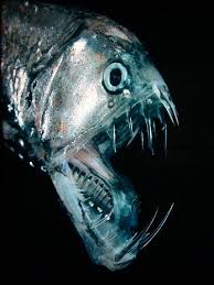 Viperfish Http En M Wikipedia Org Wiki Viperfish A Viperfish Is A Saltwater Fish In The Genus Chauliodus With Long Deep Sea Creatures Deep Sea Life Sea Fish