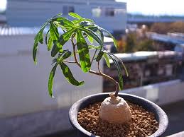 Image result for Adenia stenodactyla