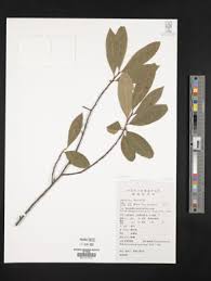 Image result for Aneulophus