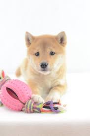 Erkenne shiba inu züchter, die nicht vertrauenswürdig sind. Simba Shiba Inu Welpe Zu Verkaufen Welpen Kaufen