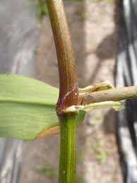 Image result for Commelina nigritana