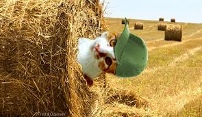 May The Bird Of Paradise Fly Up Your Nose Chords Fred Has A Hay Baling Accident Fred Adventure Baling