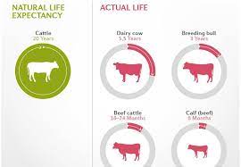 Age Of Farm Animals Farm Animals Topics Campaigns Topics Four Paws International