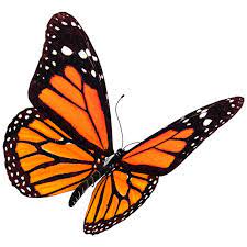 Mariposa Monarca Caracteristicas Bioenciclopedia