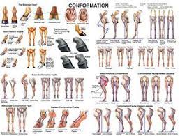 Equine Conformation Chart Horse Of Course Horse Anatomy