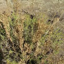 Image result for Lophiocarpus polystachyus