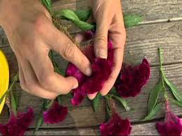 Drying Celosia Youtube