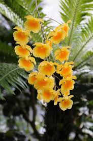 デンドロビウム・リンドレイ（＝デンドロビウム・アグレガツム） | 大阪の植物園-咲くやこの花館－
