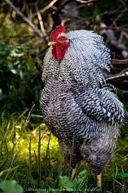 The first plymouths were barred. Plymouth Rock Rooster Chickens Backyard Best Egg Laying Chickens Egg Laying Chickens