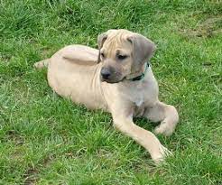 Very Light Wheaten Rhodesian Ridgeback Puppy Rhodesian Ridgeback Puppies Pet Dogs Rhodesian Ridgeback