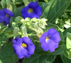 Image result for Thunbergia battiscombei