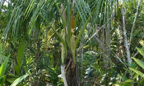 Image result for Raphia gentiliana