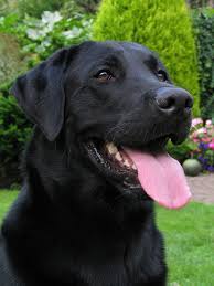 Beautiful Girl Seven Black Labrador Retriever Black Labs Dogs Labrador Retriever