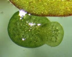 Image result for Wolffia