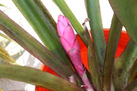 Image result for Portulaca kermesina