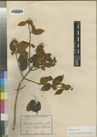 Image result for Buddleja pulchella