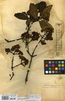 Image result for Olinia rochetiana