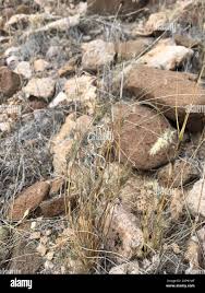 Image result for Enneapogon desvauxii