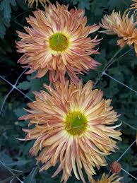 Image result for Craterispermum