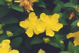 Image result for Hypericum quartinianum