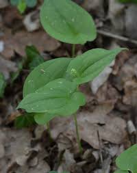 Image result for Lessertia falciformis
