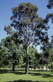 Image result for Eucalyptus sp.