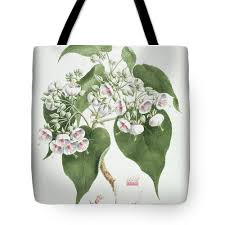 Image result for Dombeya torrida