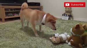 Shiba Do You Like Your New Toy Dog Training Near Me Dog Shots Dog Lovers
