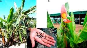 Image result for Musaceae