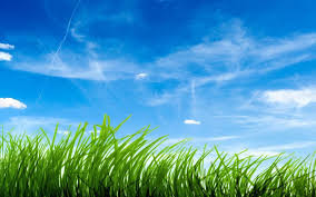 Kebanyakan sawah digunakan untuk bercocok tanam padi. Cabang Cabang Pohon Cerah Wallpaper Alam Tanaman Alam Wallpaper Best Home Screen Wallpaper Blue Sky Wallpaper Grass Wallpaper