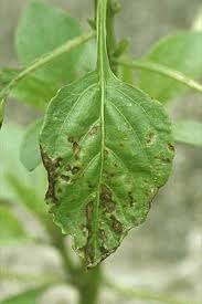 Image result for tomato seedling xanthomonas vesicatoria