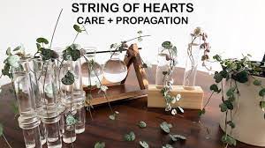 Maybe you would like to learn more about one of these? String Of Hearts Care Propagation Houseplant Care Tips Youtube