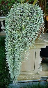 Image result for Dichondra