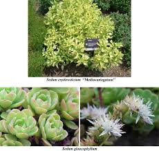 Image result for Dissotis hensii