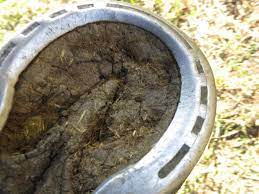 If The Shoes Fit Why Good Horseshoes Don T Hurt Horses